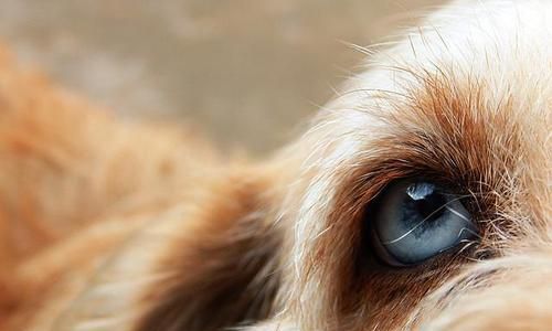 狗眼发黄原因及治疗方法(宠物眼疾的预防与治疗)