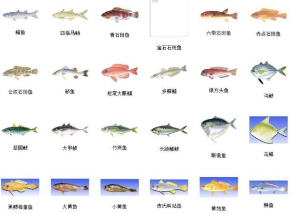 海鱼大全