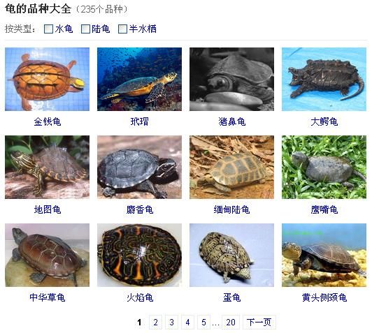 朋友送了两个乌龟,求大神告诉我,这两个乌龟是什么品种,应该如何饲养?