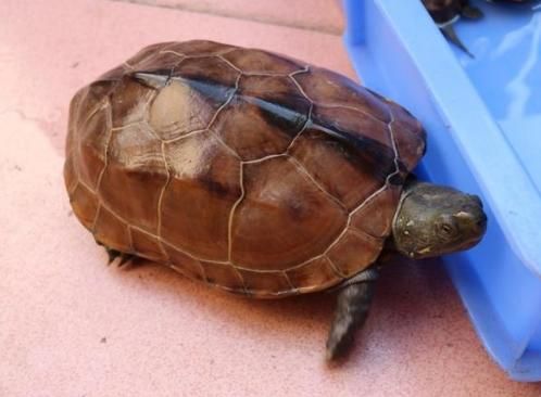 在很久之前就有人喂养的,我们国家的乌龟叫作中华龟,是我国独有的品种