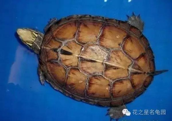 《中国龟类大全》--看看有你不认识的吗?