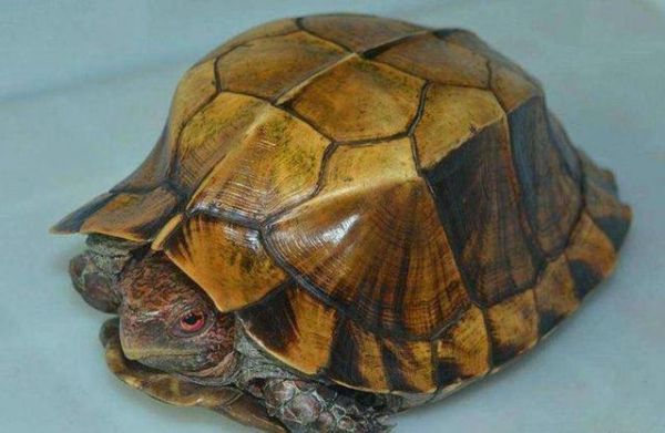 中国龟品种有哪些?