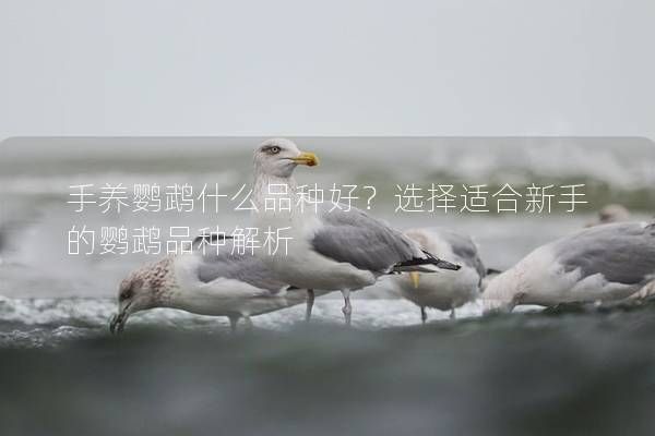手养鹦鹉什么品种好?选择适合新手的鹦鹉品种解析
