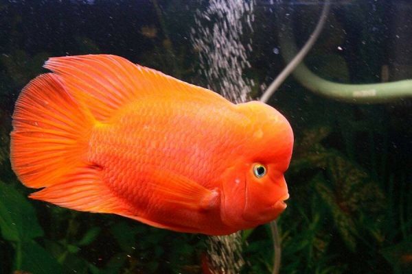 地图鱼趴缸不吃食怎么回事?趴缸、躲角落的原因解析