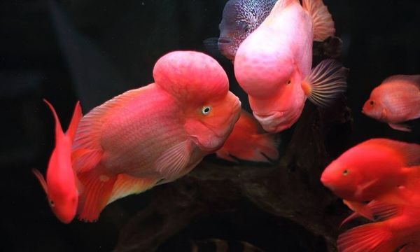 地图鱼趴缸不吃食怎么回事?趴缸、躲角落的原因解析