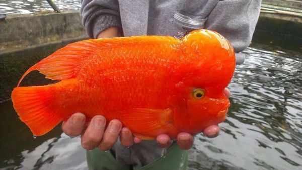 地图鱼趴缸不吃食怎么回事?趴缸、躲角落的原因解析