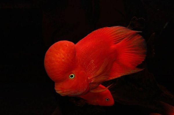 地图鱼趴缸不吃食怎么回事?趴缸、躲角落的原因解析