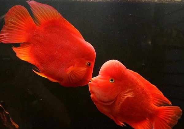 地图鱼趴缸不吃食怎么回事?趴缸、躲角落的原因解析