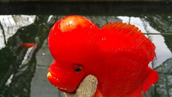 地图鱼趴缸不吃食怎么回事?趴缸、躲角落的原因解析