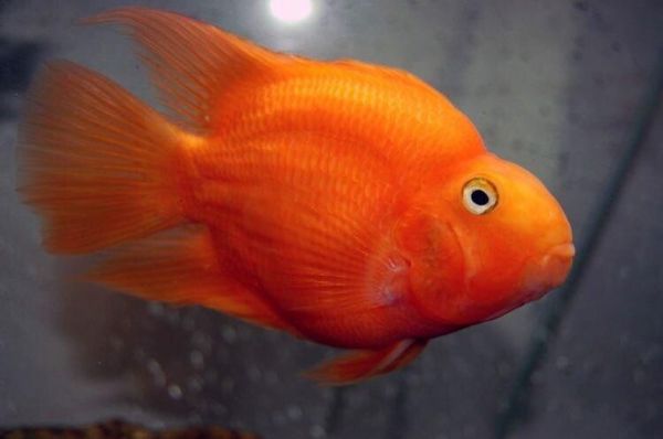 地图鱼趴缸不吃食怎么回事?趴缸、躲角落的原因解析