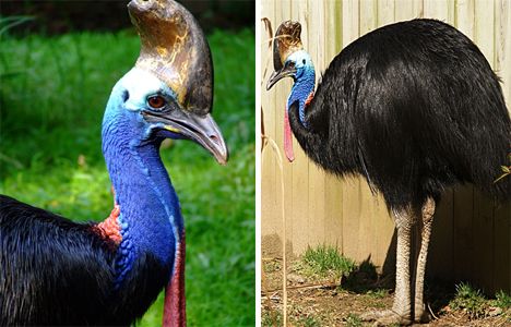 十大生命力最强动物：食火鸡柔弱却致命(图)