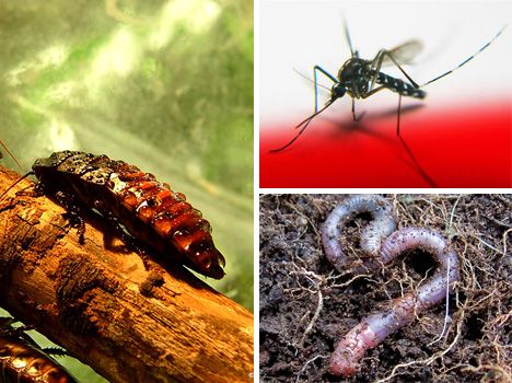 十大生命力最强动物：食火鸡柔弱却致命(图)