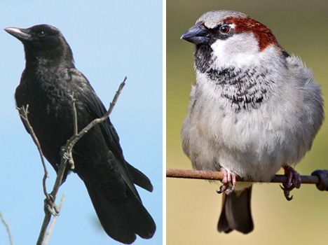 十大生命力最强动物：食火鸡柔弱却致命(图)