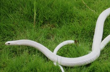 白边滑鼠蛇可以饲养嘛