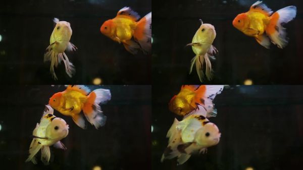 金鱼，美丽的鱼，在玻璃水箱中饲养淡水鱼。