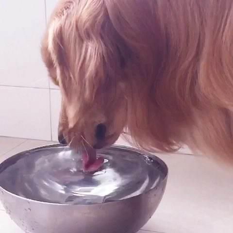 哪些营养成分是狗狗日常必须的,看完你就知道怎样喂养了!