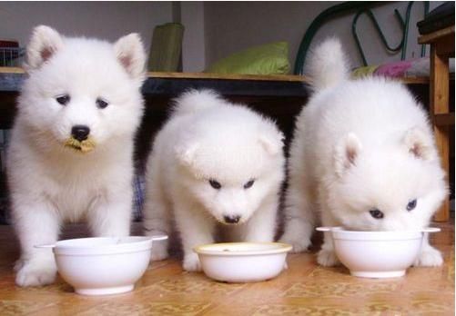 哪些营养成分是狗狗日常必须的,看完你就知道怎样喂养了!