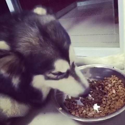 哪些营养成分是狗狗日常必须的,看完你就知道怎样喂养了!