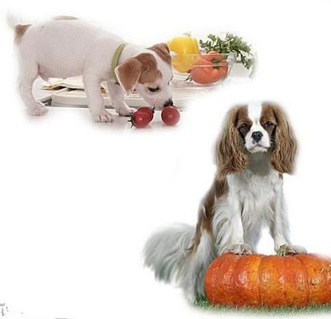 哪些营养成分是狗狗日常必须的,看完你就知道怎样喂养了!