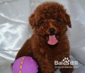 成年泰迪怎么养宠物狗呢