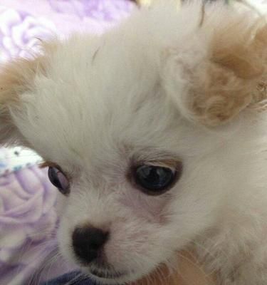 狗狗嘴边掉毛怎么处理？（从宠物健康、日常护理、营养补充三个方面谈起！）