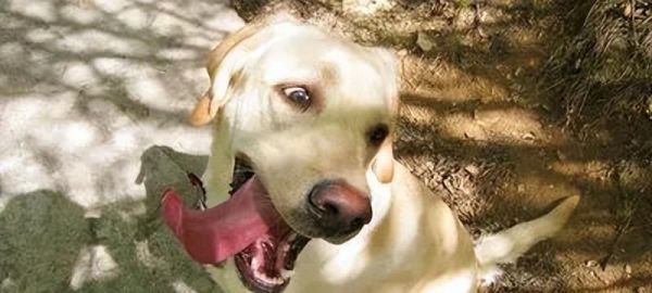 狗狗嘴边掉毛怎么处理？（从宠物健康、日常护理、营养补充三个方面谈起！）