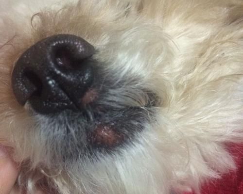 狗狗嘴边掉毛怎么处理？（从宠物健康、日常护理、营养补充三个方面谈起！）