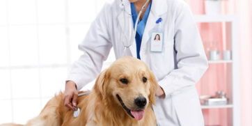 宠物术后护理，关爱健康每一步。