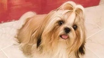 宠物术后护理，关爱健康每一步。