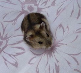 三线仓鼠，营养均衡是关键！