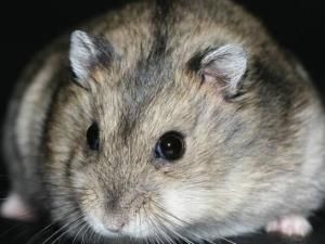 三线仓鼠，营养均衡是关键！