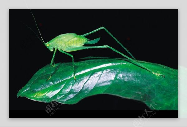 爬行动物昆虫0181