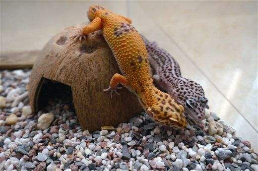 爬宠：被误解的生态瑰宝与人工繁育的科学价值