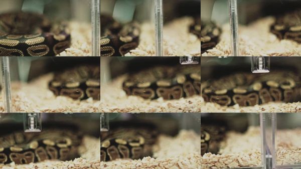 宠物蛇的特写镜头