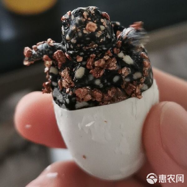 斑点龟 深水精灵,观赏宠物龟 150元2只