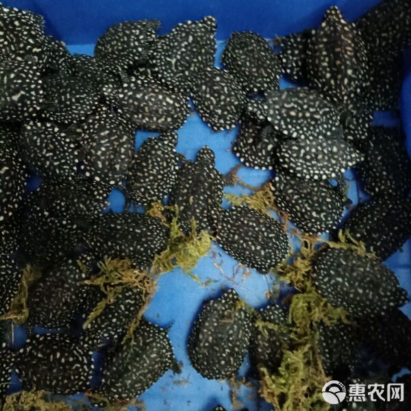 斑点龟 深水精灵,观赏宠物龟 150元2只
