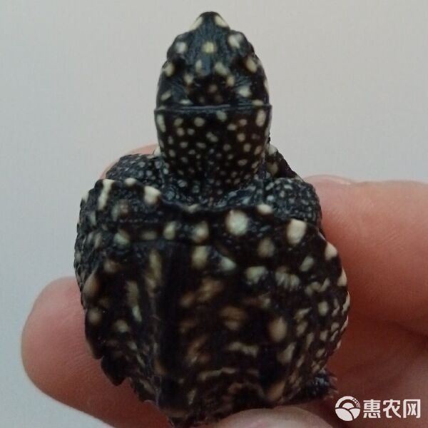 斑点龟 深水精灵,观赏宠物龟 150元2只