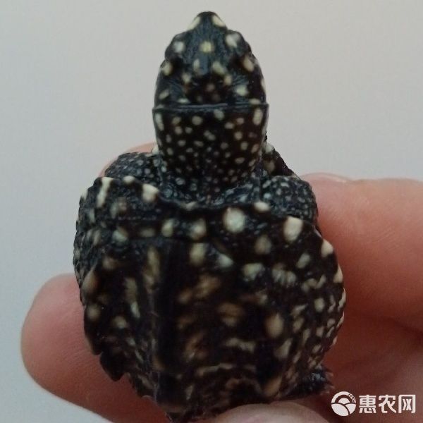 斑点龟 深水精灵,观赏宠物龟 150元2只