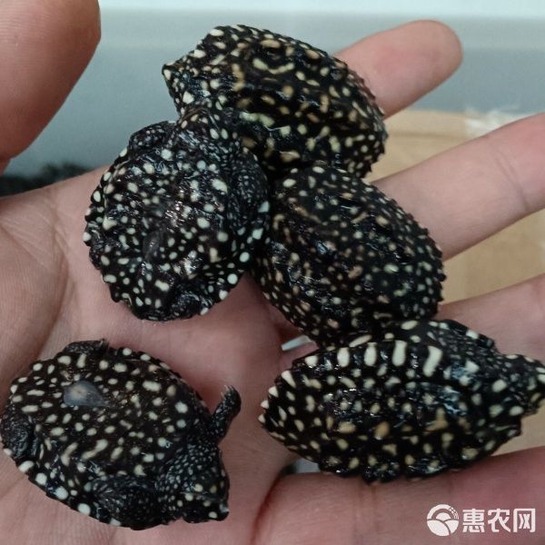 斑点龟 深水精灵,观赏宠物龟 150元2只