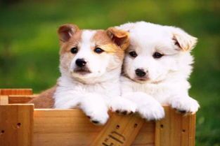 幼犬每日两餐，营养更均衡。