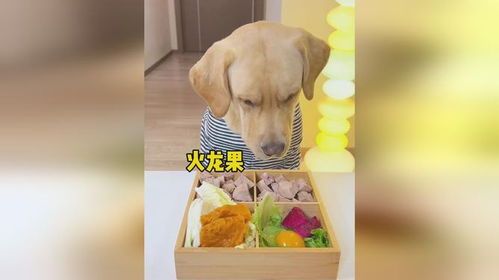 幼犬每日两餐，营养更均衡。