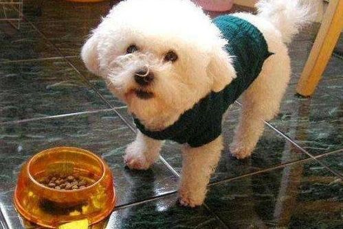 40天比熊犬水果餐，营养均衡宠享时光