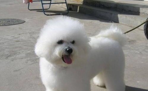 40天比熊犬水果餐，营养均衡宠享时光