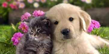 科学喂养，为幼犬补充关键营养。