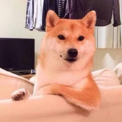 十二斤柴犬每餐约半碗，按需调整。