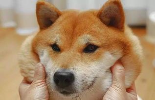 十二斤柴犬每餐约半碗，按需调整。