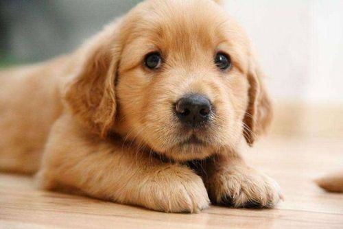 母犬产后饮食：营养均衡，适量补充