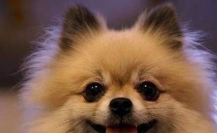 博美犬每日两餐，均衡饮食保健康