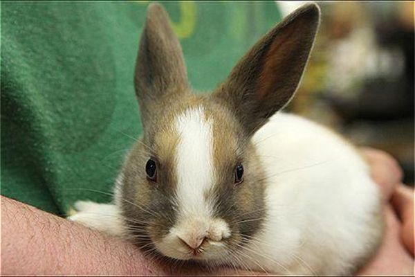 怎么给藏獒自制狗粮