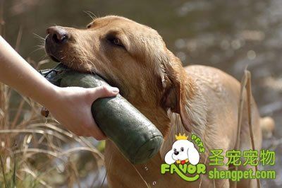 狗的调教和注意事项